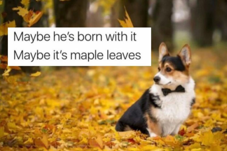 19 Fall Puns That Are Just Too Gourd