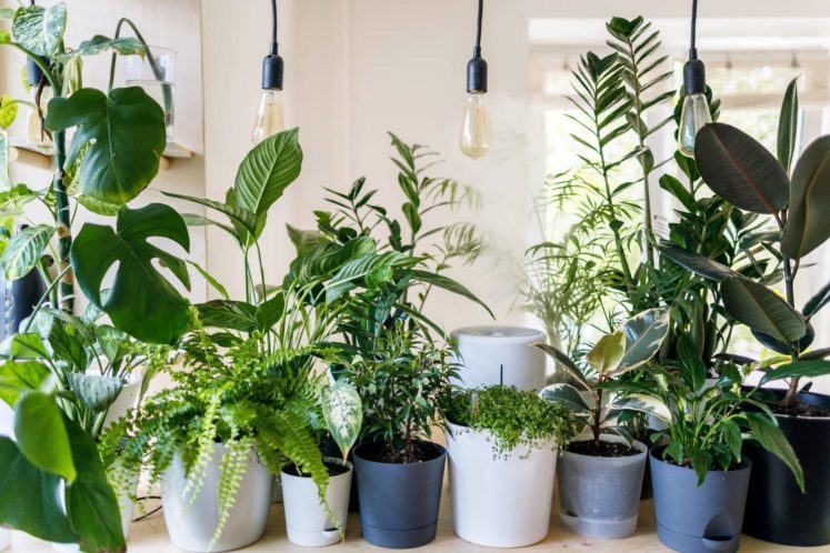37 Cute Plant Names for Your Favorite “Roommate”