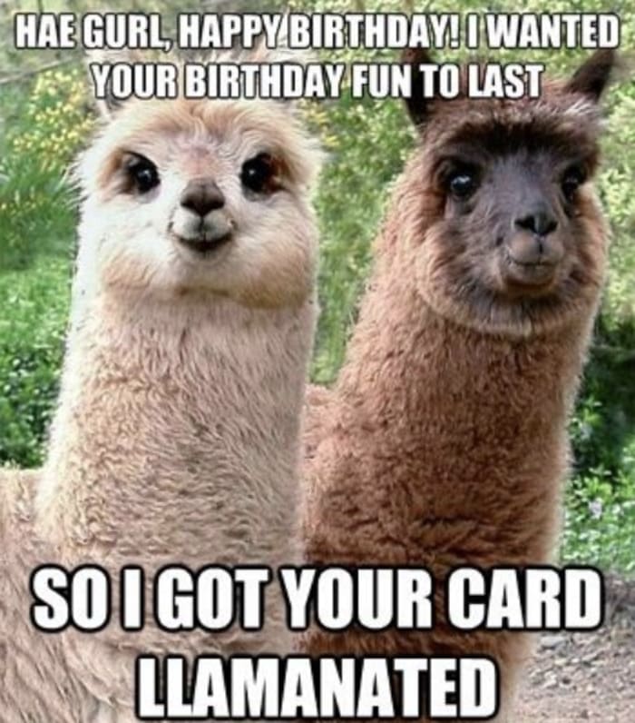 Happy Birthday Meme - Card llamanated