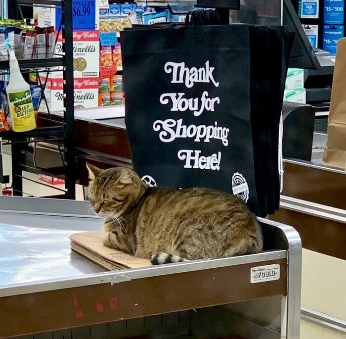 Bodega Cats - thank you for shopping here