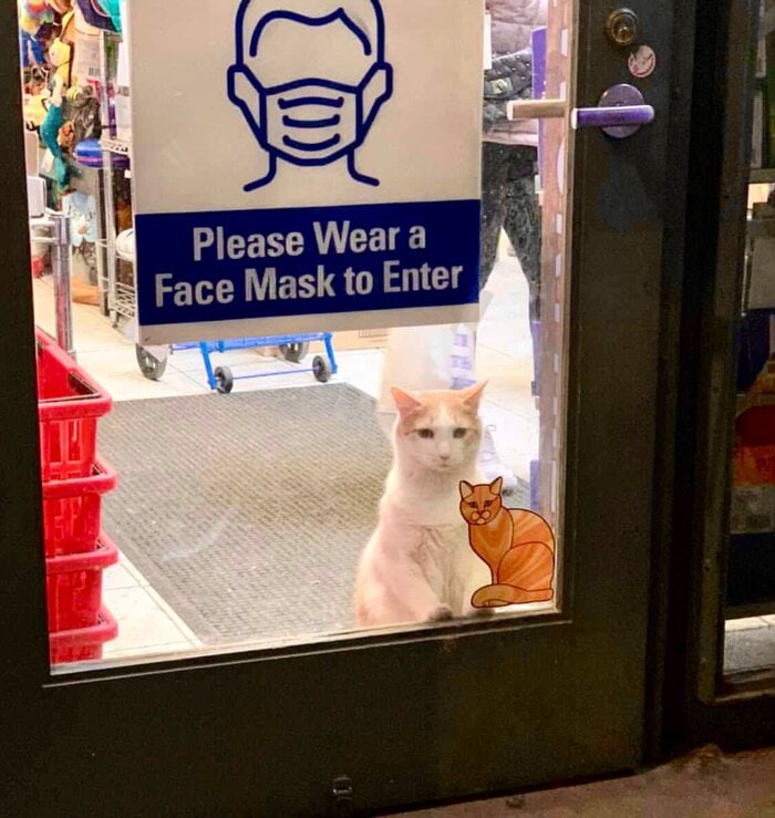 Bodega Cats - please wear a mask