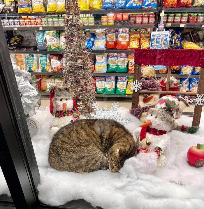 Bodega Cats - sleeping in christmas decorations