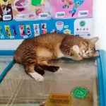 Bodega Cats - sleeping on freezer
