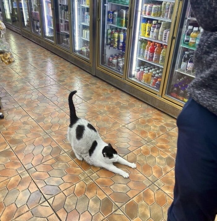 Bodega Cats - stretching in aisle