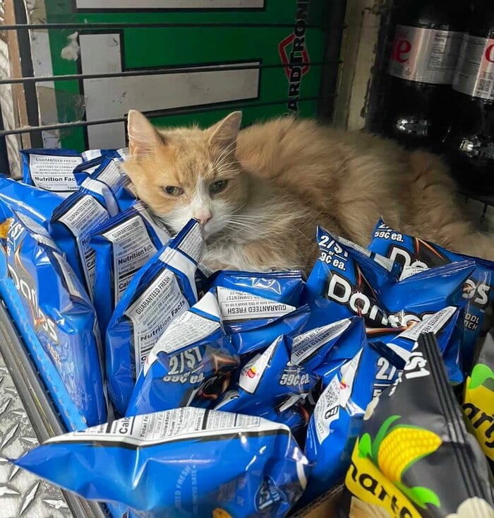 Bodega Cats - sleeping in chips