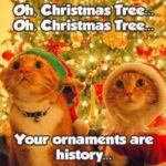 Christmas Memes - cats and christmas tree ornaments