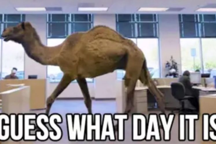The Funniest Hump Day Memes We Could Find