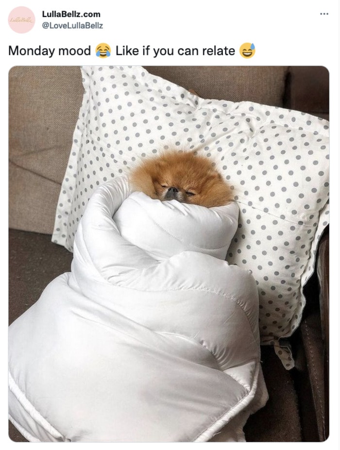Monday Memes - dog in blanket