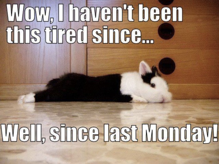 Monday Memes - haven't been this tired since last Monday
