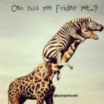 Hump Day Memes - Can you see Friday from here?