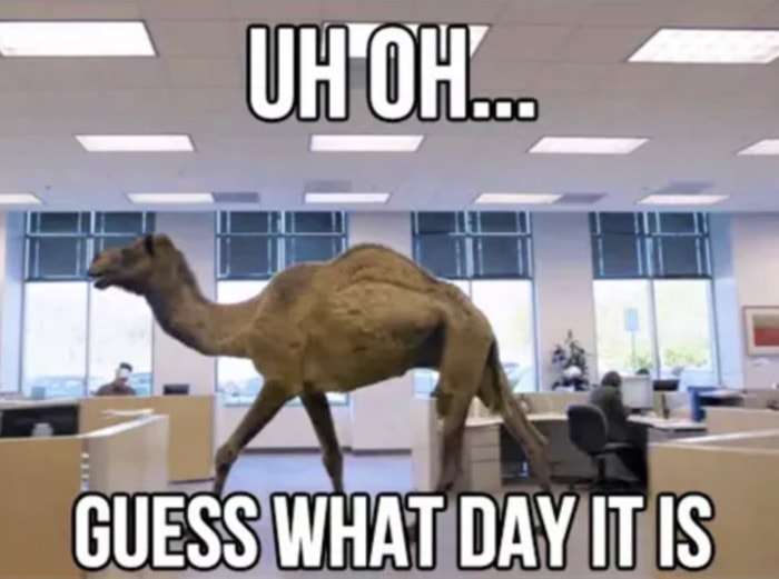 Hump Day Memes - Guess what day it is