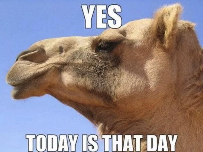 Hump Day Memes - Today is that day