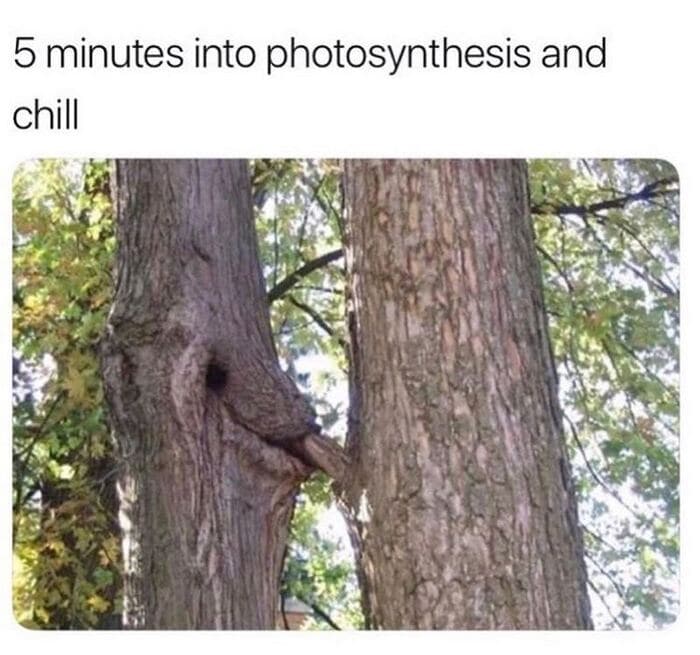 Dirty Memes - photosynthesis
