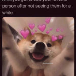 Love Memes - doge with hearts around head