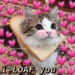 Cute Memes - I LOAF you cat