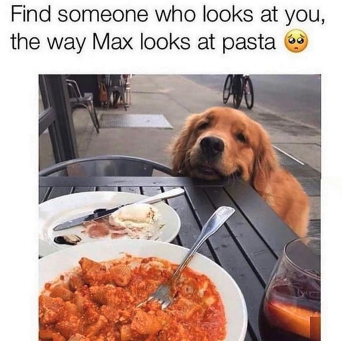 Cute Memes - Find someone who looks at you the way Max looks at pasta