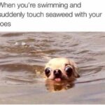 Clean Memes - swimming dog