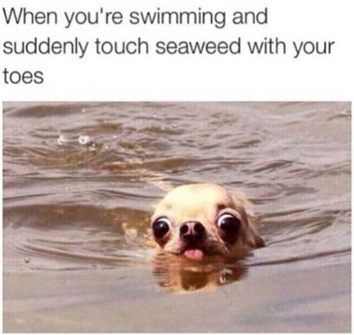 Clean Memes - seaweed