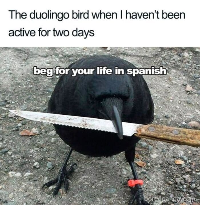Clean Memes - duolingo bird