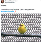 Bachelorette Finale 2022 Memes - birds