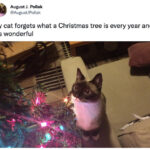 Christmas Memes Tweets - cats and trees