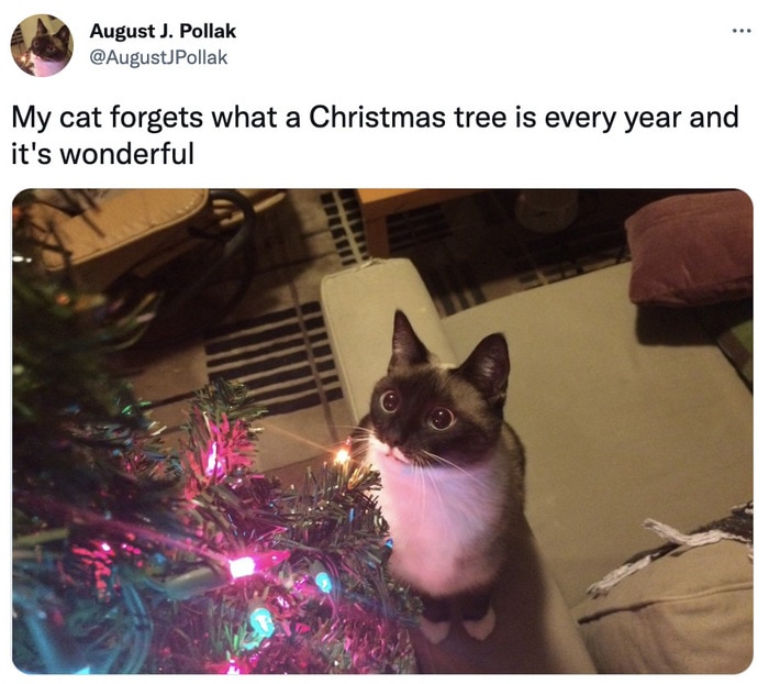 Christmas Memes Tweets - cats and trees