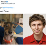 Funny Photos of Dogs That Look Like Celebrities - Michael Cera