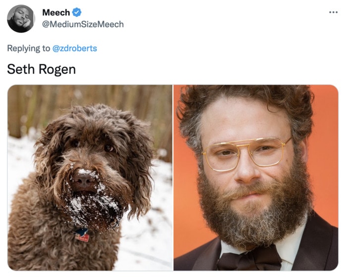 Funny Photos of Dogs That Look Like Celebrities - Seth Rogan