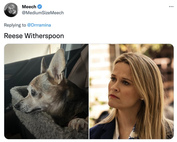 Funny Photos of Dogs That Look Like Celebrities - Reese Witherspoon