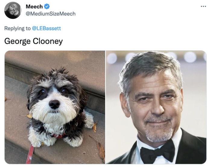 Funny Photos of Dogs That Look Like Celebrities - George Clooney