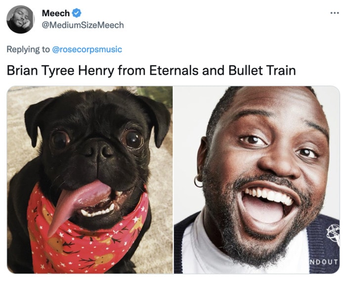 Funny Photos of Dogs That Look Like Celebrities - Brian Tyree Henry