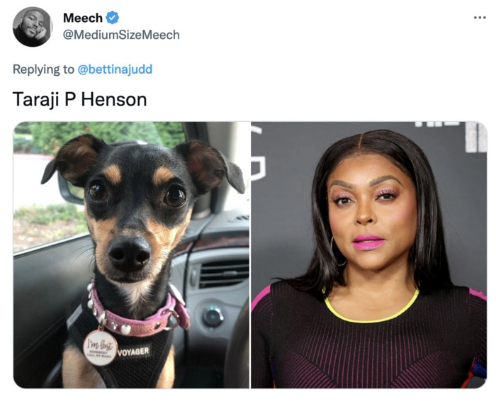 Funny Photos of Dogs That Look Like Celebrities - Taraji P Henson
