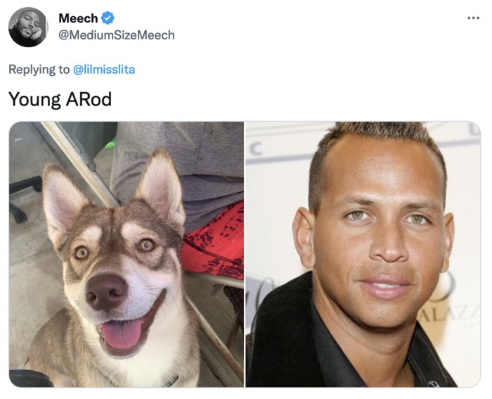 Funny Photos of Dogs That Look Like Celebrities - A Rod