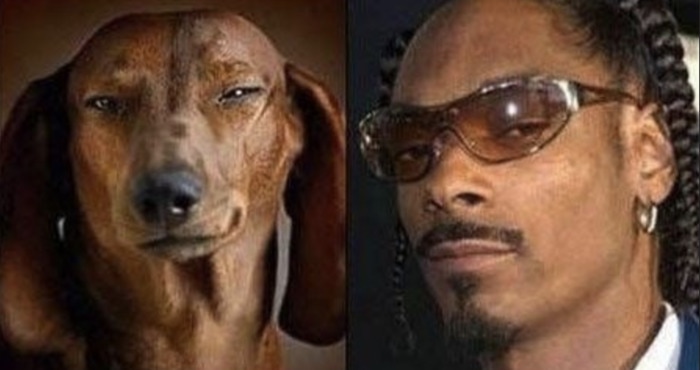 Funny Photos of Dogs That Look Like Celebrities - Snoop Dogg