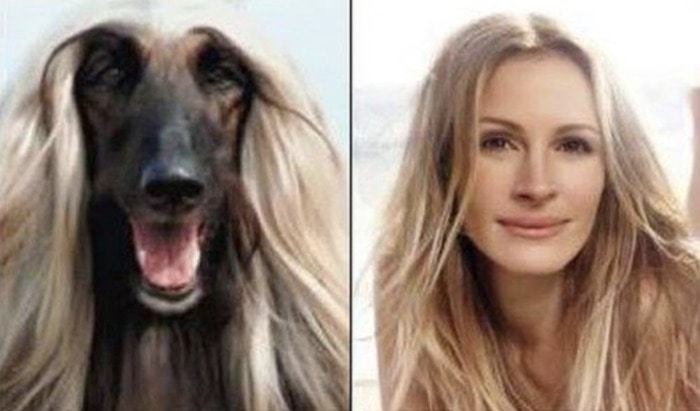 Funny Photos of Dogs That Look Like Celebrities - Julia Roberts