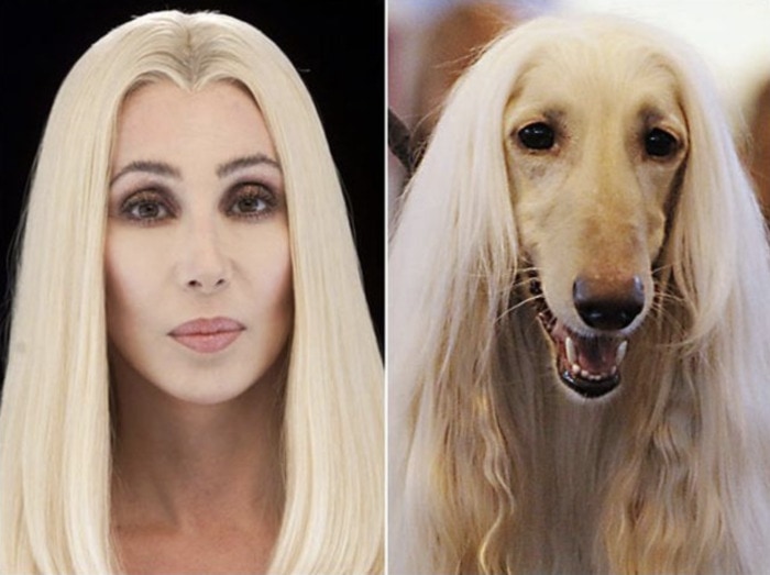 Funny Photos of Dogs That Look Like Celebrities - Cher