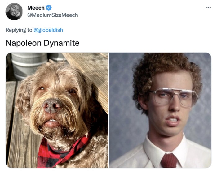 Funny Photos of Dogs That Look Like Celebrities - Napoleon Dynamite