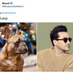 Funny Photos of Dogs That Look Like Celebrities - Dan Levy
