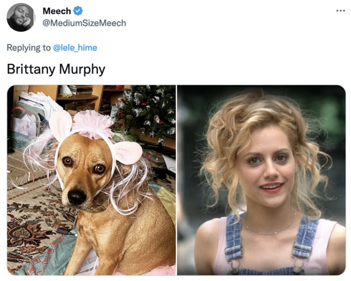 Funny Photos of Dogs That Look Like Celebrities - Brittany Murphy