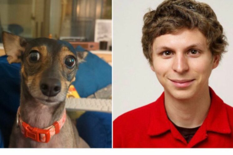 30 Funny Photos of Dogs and Their Celebrity Doppelgangers