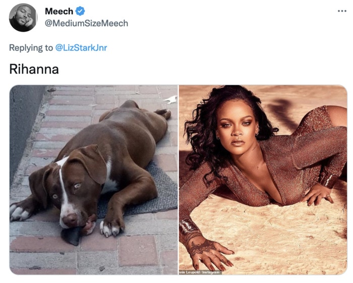 Funny Photos of Dogs That Look Like Celebrities - Rihanna