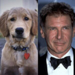 Funny Photos of Dogs That Look Like Celebrities - Harrison Ford