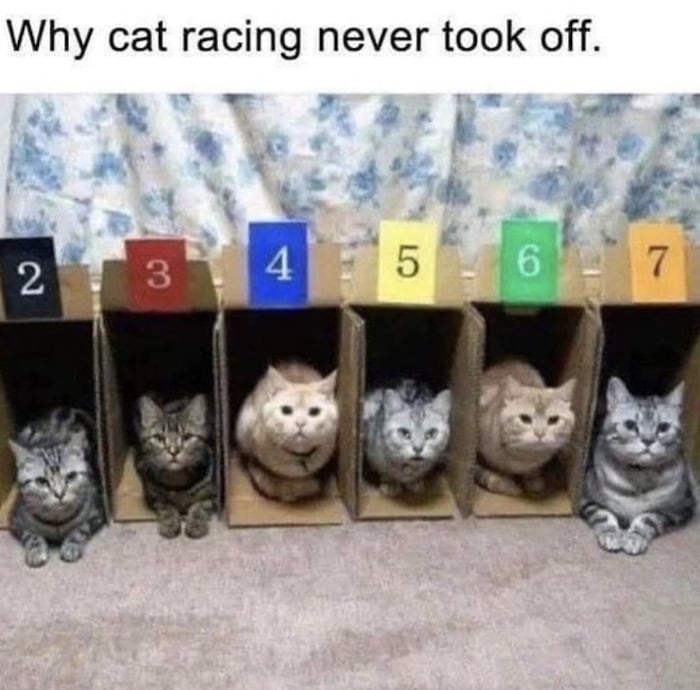Cat memes - cat racing fail
