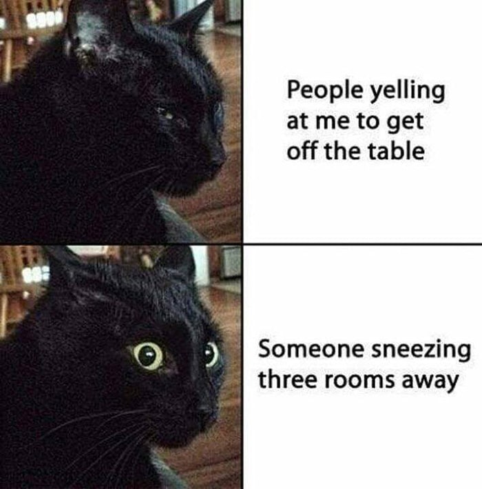 Cat memes - cat reactions