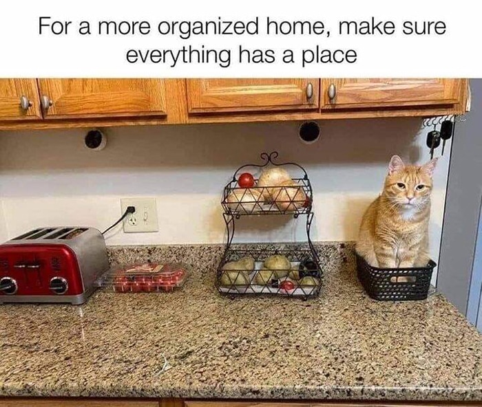 Cat memes - cat organized on counter