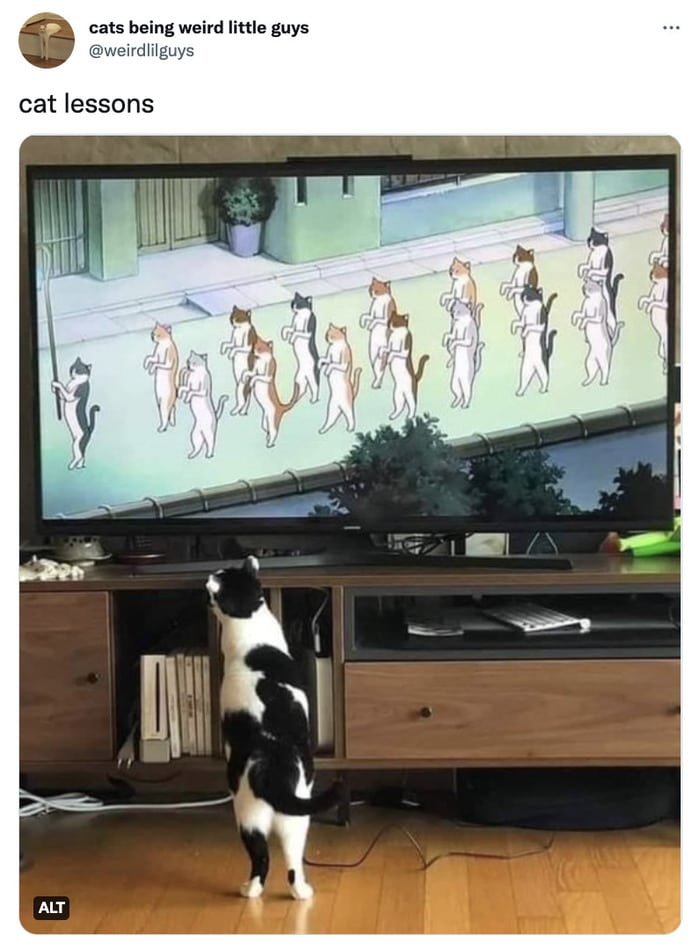 Cat memes - cat watching cats on TV