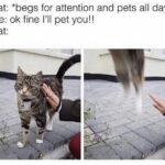 Cat memes - cats running from attention