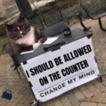 Cat memes - cat on counter change my mind