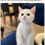 Cat memes - white cat pspspsps