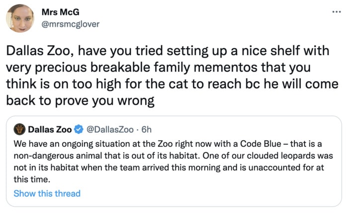 Dallas Zoo Missing Clouded Leopard Tweets Memes - knocking things over